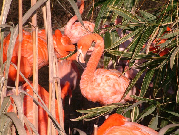 Mikulášská v ZOO - 6. 12. 2008