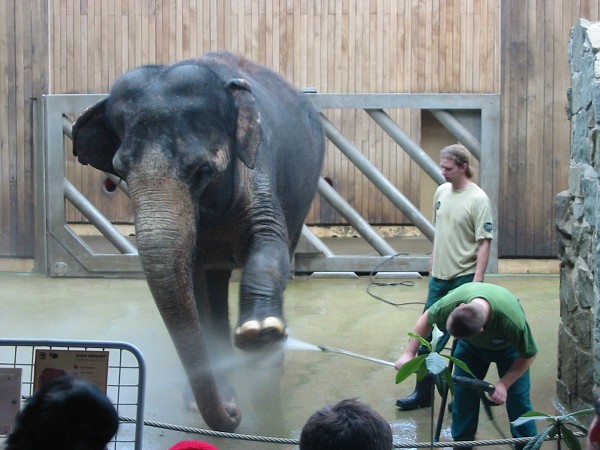 Mikulášská v ZOO - 6. 12. 2008