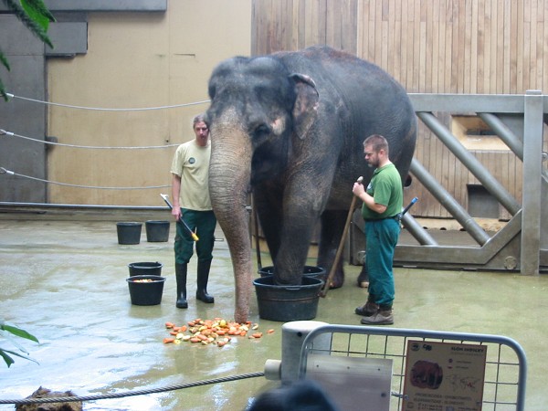 Mikulášská v ZOO - 6. 12. 2008
