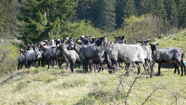 Moravský kras - 1.-4. 5. 2008