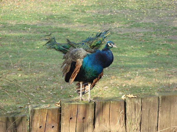 Praha - 28.10 - 1.11.2009