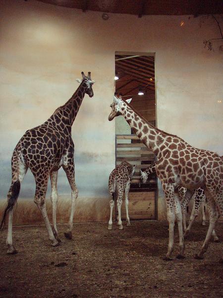 Praha - 28.10 - 1.11.2009