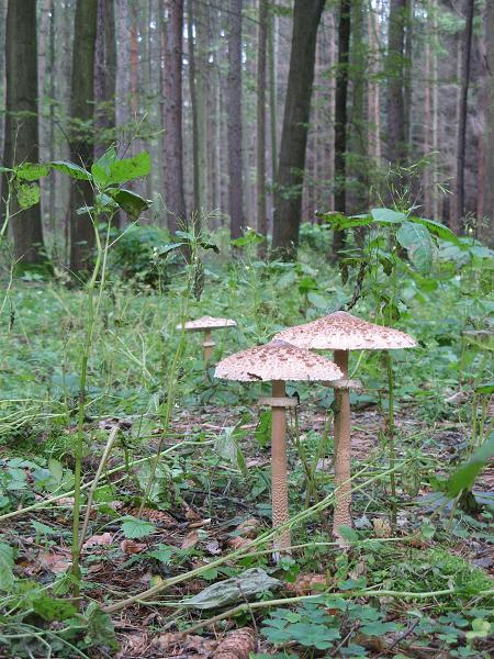 Jakartovice - 10.-12. 9. 2010