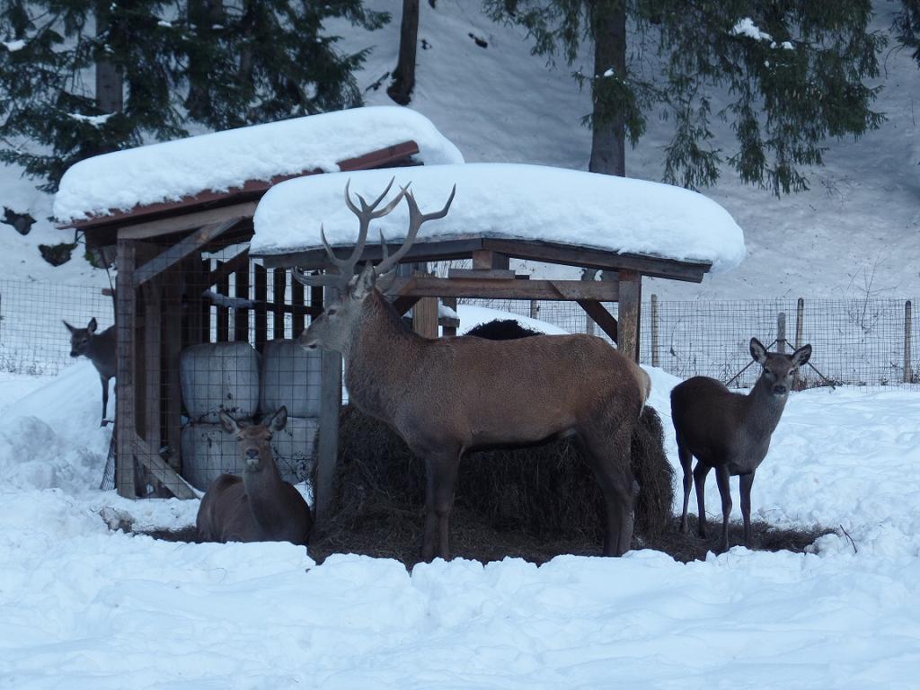 Mikulášská Polana - 2.-4.12.2016