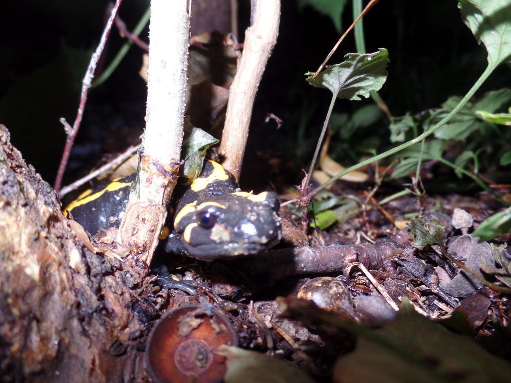 Čeladná - šarže - 16.-17.9.2017