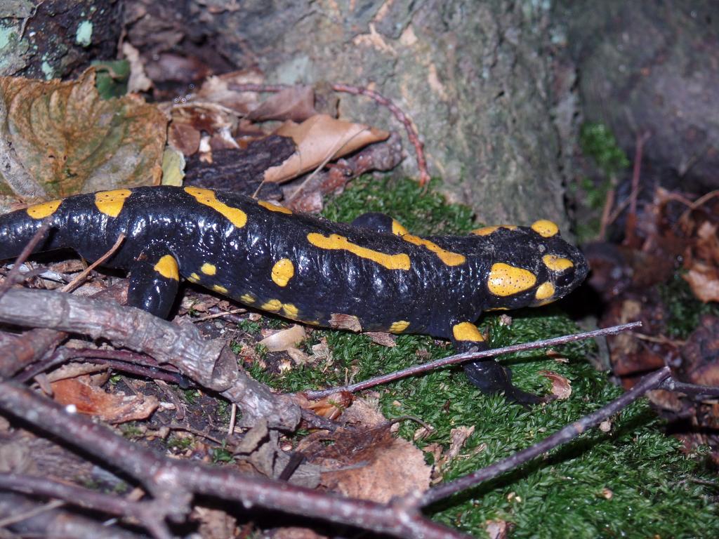 Čeladná - šarže - 16.-17.9.2017