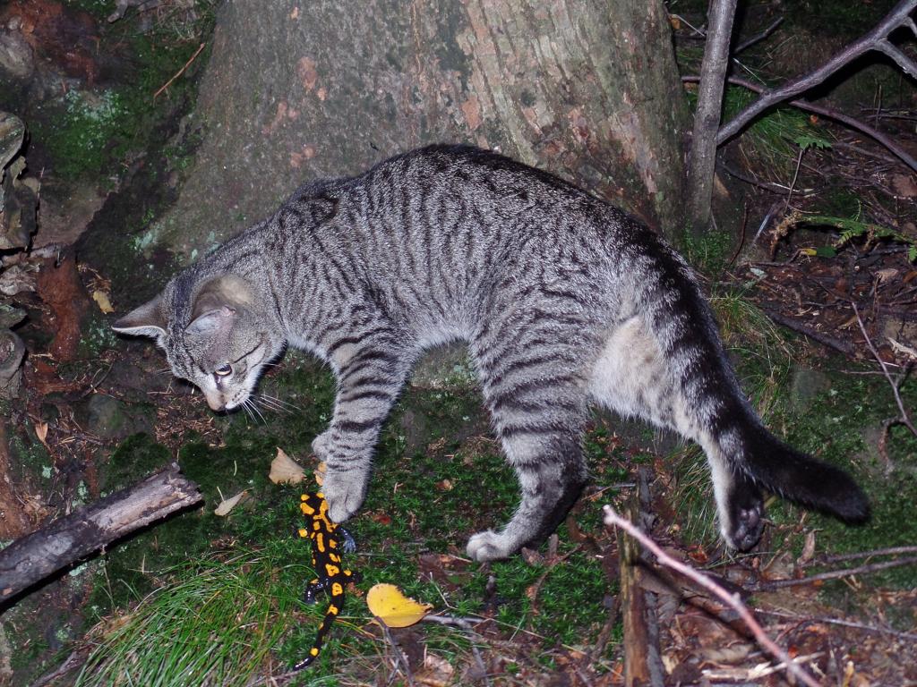 Čeladná - šarže - 16.-17.9.2017