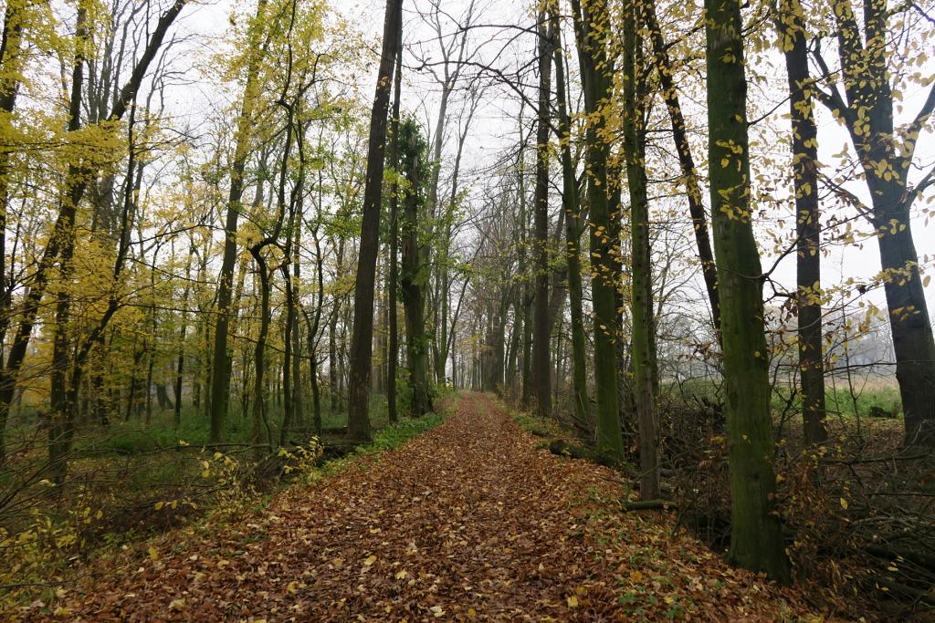 CHKO Poodří - 10.11.2019