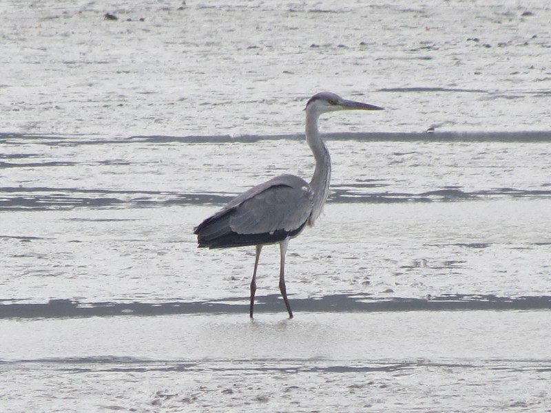 CHKO Poodří - 13.11.2021